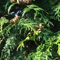 Thuja plicata rameau